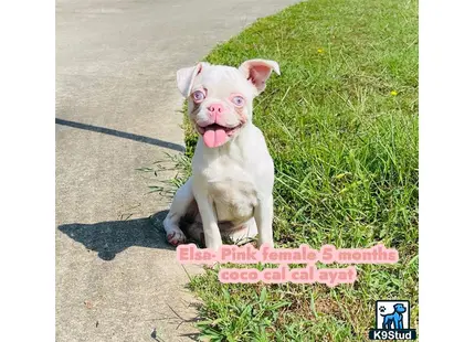 a french bulldog dog sitting on a sidewalk